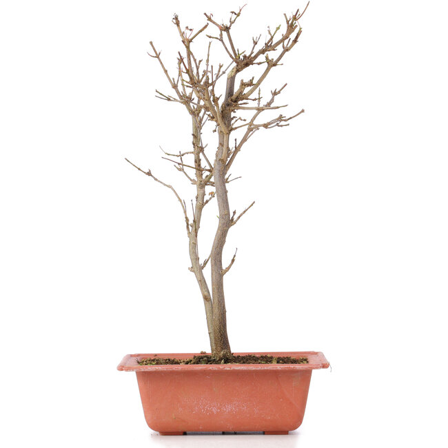 Acer buergerianum, 30 cm, ± 6 jaar oud