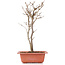 Acer buergerianum, 30 cm, ± 6 years old