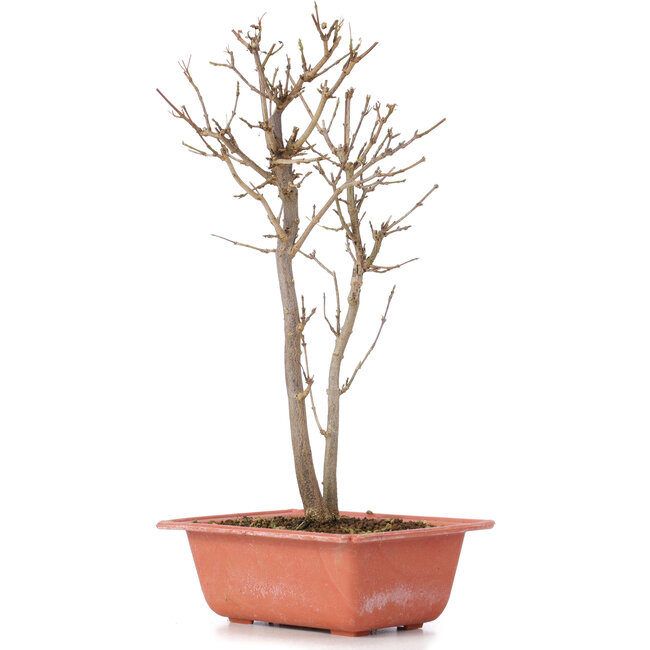 Acer buergerianum, 30 cm, ± 6 ans