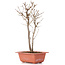 Acer buergerianum, 30 cm, ± 6 years old