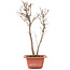 Acer buergerianum, 30 cm, ± 6 years old