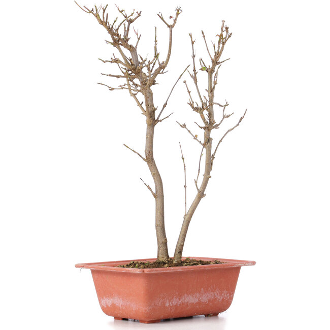 Acer buergerianum, 30 cm, ± 6 jaar oud