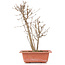 Acer buergerianum, 28 cm, ± 6 Jahre alt