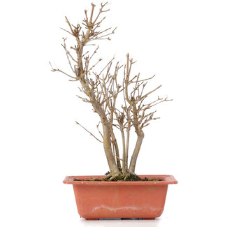 Acer buergerianum, 27 cm, ± 6 jaar oud