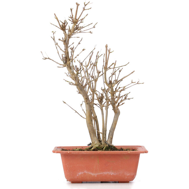 Acer buergerianum, 27 cm, ± 6 anni