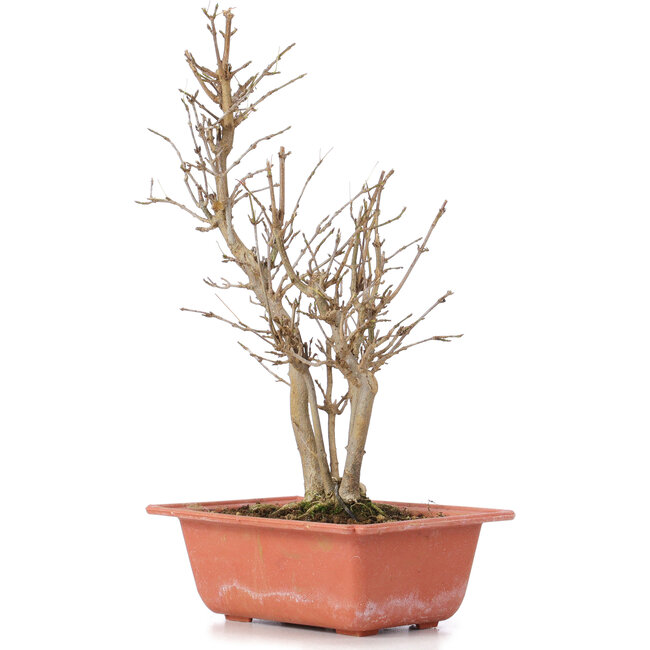 Acer buergerianum, 27 cm, ± 6 ans