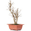 Acer buergerianum, 27 cm, ± 6 years old