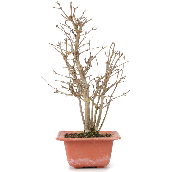 Acer buergerianum, 27 cm, ± 6 Jahre alt