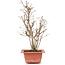 Acer buergerianum, 27 cm, ± 6 years old