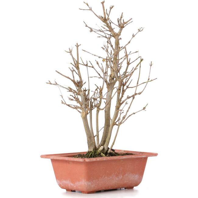 Acer buergerianum, 27 cm, ± 6 Jahre alt