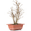 Acer buergerianum, 27 cm, ± 6 years old