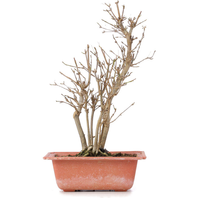 Acer buergerianum, 27 cm, ± 6 ans