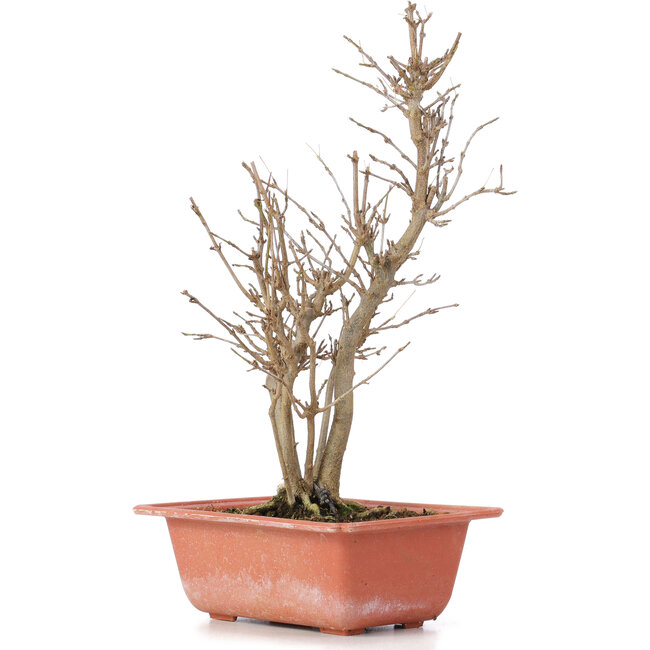 Acer buergerianum, 27 cm, ± 6 ans