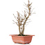 Acer buergerianum, 27 cm, ± 6 years old
