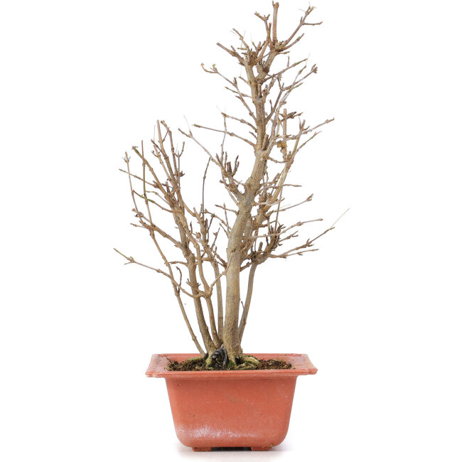 Acer buergerianum, 27 cm, ± 6 ans