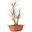 Acer buergerianum, 27 cm, ± 6 years old