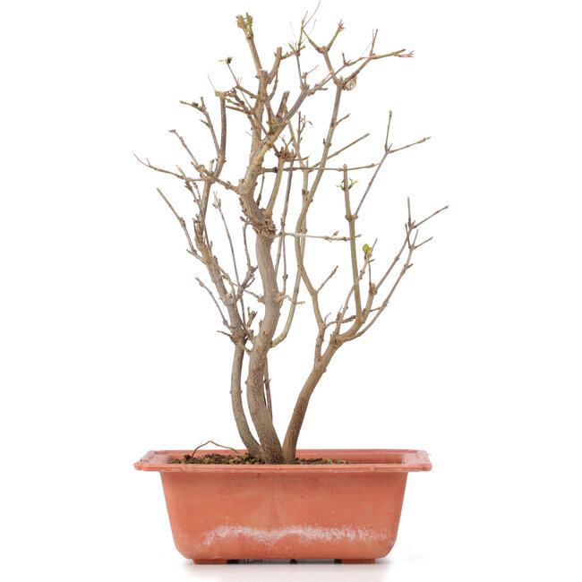 Acer buergerianum, 28 cm, ± 6 jaar oud