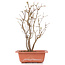 Acer buergerianum, 28 cm, ± 6 jaar oud