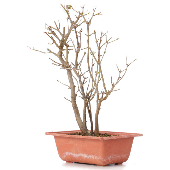 Acer buergerianum, 28 cm, ± 6 jaar oud