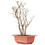 Acer buergerianum, 28 cm, ± 6 jaar oud