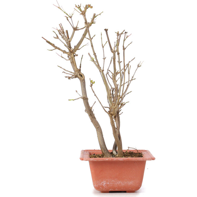 Acer buergerianum, 28 cm, ± 6 jaar oud