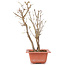 Acer buergerianum, 28 cm, ± 6 jaar oud