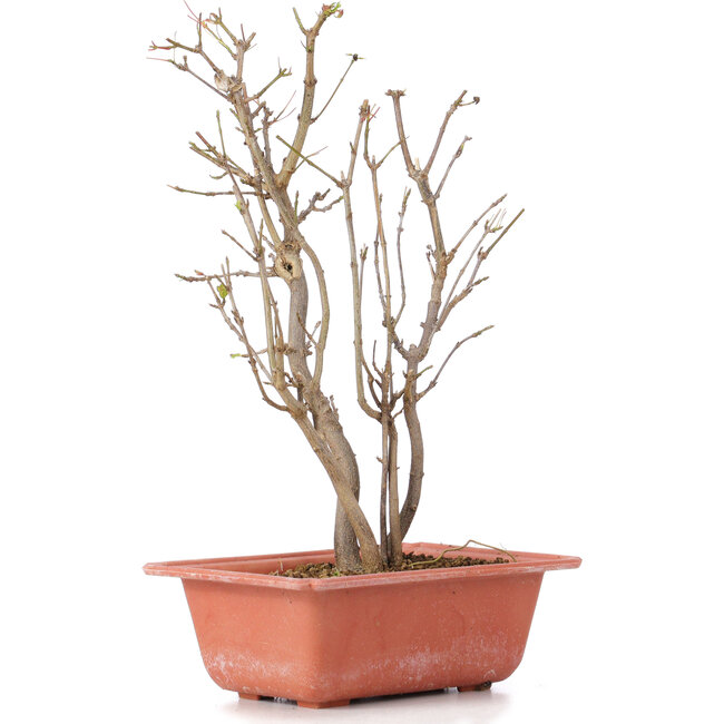 Acer buergerianum, 28 cm, ± 6 anni