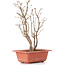 Acer buergerianum, 28 cm, ± 6 jaar oud