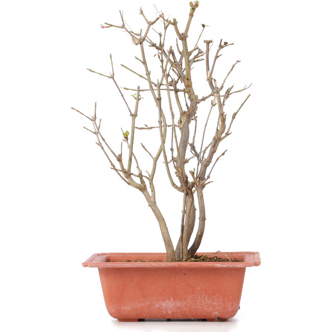 Acer buergerianum, 28 cm, ± 6 ans