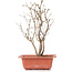 Acer buergerianum, 28 cm, ± 6 jaar oud