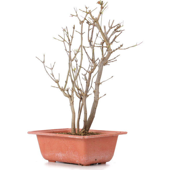 Acer buergerianum, 28 cm, ± 6 anni