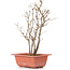 Acer buergerianum, 28 cm, ± 6 jaar oud