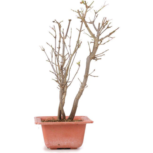 Acer buergerianum, 28 cm, ± 6 anni