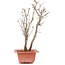 Acer buergerianum, 28 cm, ± 6 jaar oud