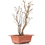 Acer buergerianum, 28 cm, ± 6 jaar oud