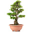 Rhododendron indicum, 68 cm, ± 30 years old, trained by Kobayashi Sanyo