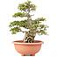 Rhododendron indicum Kozan, 55 cm, ± 30 years old, trained by Kobayashi Sanyo