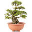 Rhododendron indicum Kozan, 55 cm, ± 30 years old, trained by Kobayashi Sanyo