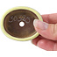 Maceta de bonsái amarilla ovalada de Seto - 55 x 45 x 17 mm