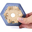 Sechseckige blaue Bonsaischale von Hattori - 90 x 80 x 50 mm