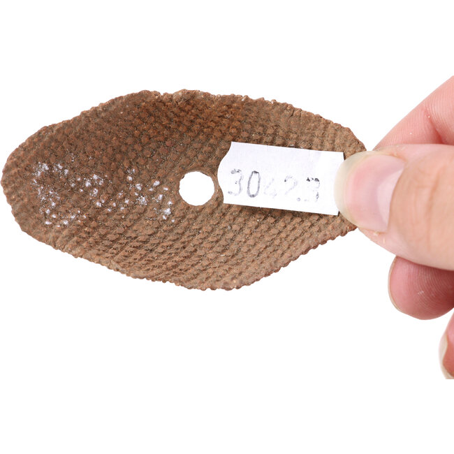 Maceta de bonsái ovalada sin esmaltar - 70 x 40 x 20 mm