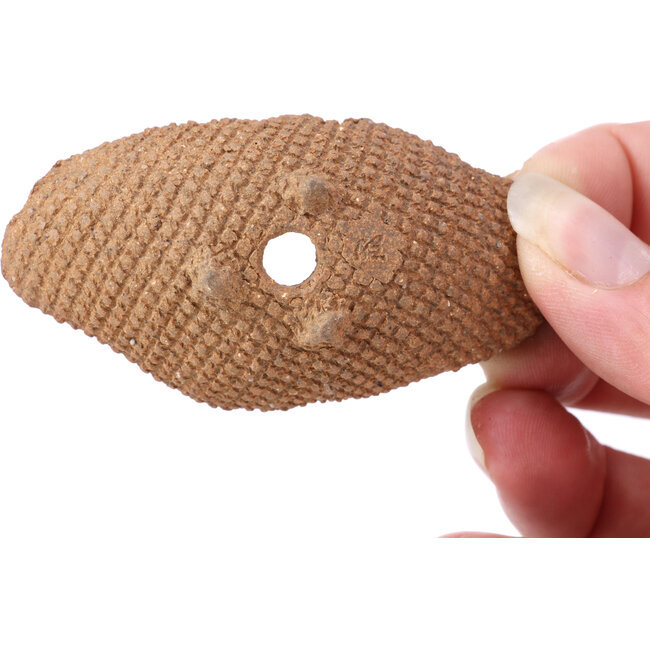 Maceta de bonsái ovalada sin esmaltar - 70 x 40 x 20 mm