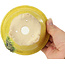 Vaso bonsai rotondo giallo di Masashi Furumoto - 130 x 130 x 55 mm