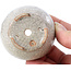 Pot à bonsaï rond beige par Bonsai - 60 x 60 x 35 mm