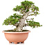 Rhododendron indicum Nikko, 47 cm, ± 30 anni, allenato da Kobayashi Sanyo