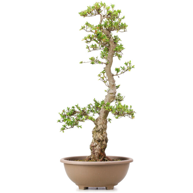 Rhododendron indicum Byakuren, 79 cm, ± 30 años, entrenado por Kobayashi Sanyo