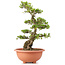 Rhododendron indicum Chiyonishiki, 65 cm, ± 30 jaar oud, getraind door Kobayashi Sanyo