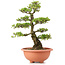 Rhododendron indicum Chiyonishiki, 65 cm, ± 30 jaar oud, getraind door Kobayashi Sanyo