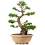 Rhododendron indicum Shinkyo, 64 cm, ± 30 jaar oud, getraind door Kobayashi Sanyo