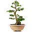 Rhododendron indicum Shinkyo, 64 cm, ± 30 jaar oud, getraind door Kobayashi Sanyo